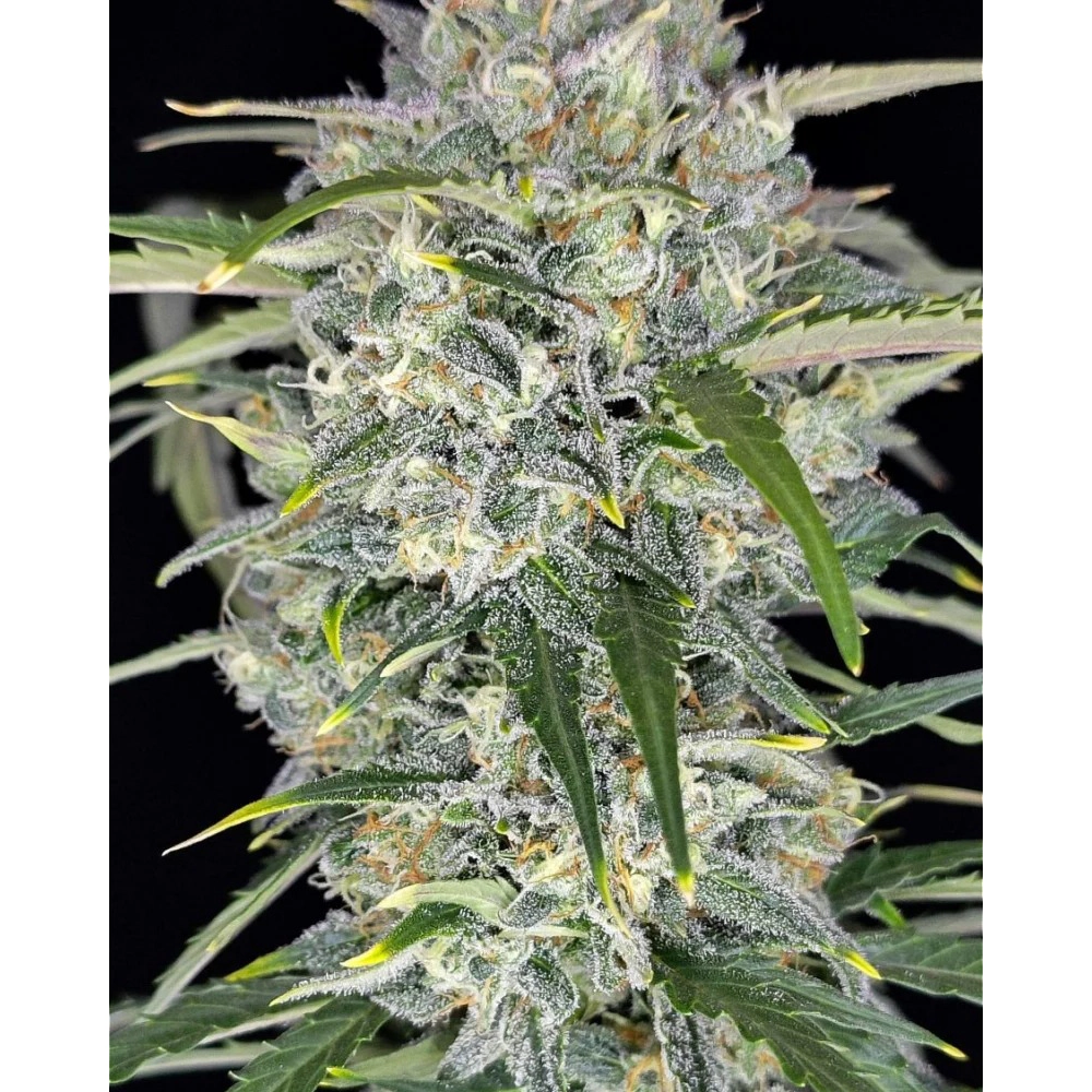 Sour Jealousy Auto | Autoflowering Cannabissamen von Fast Buds