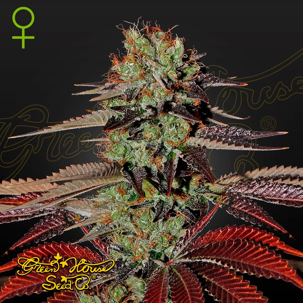 King's Kush Auto | Autoflowering Cannabissamen von Green House Seeds