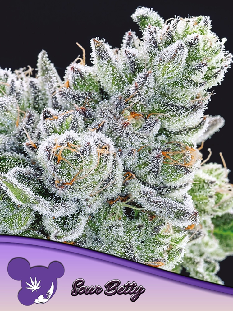Sour Betty | Feminisierte Cannabissamen von Anesia Seeds | 3 Samen Sour Betty | Feminisierte Cannabissamen von Anesia Seeds