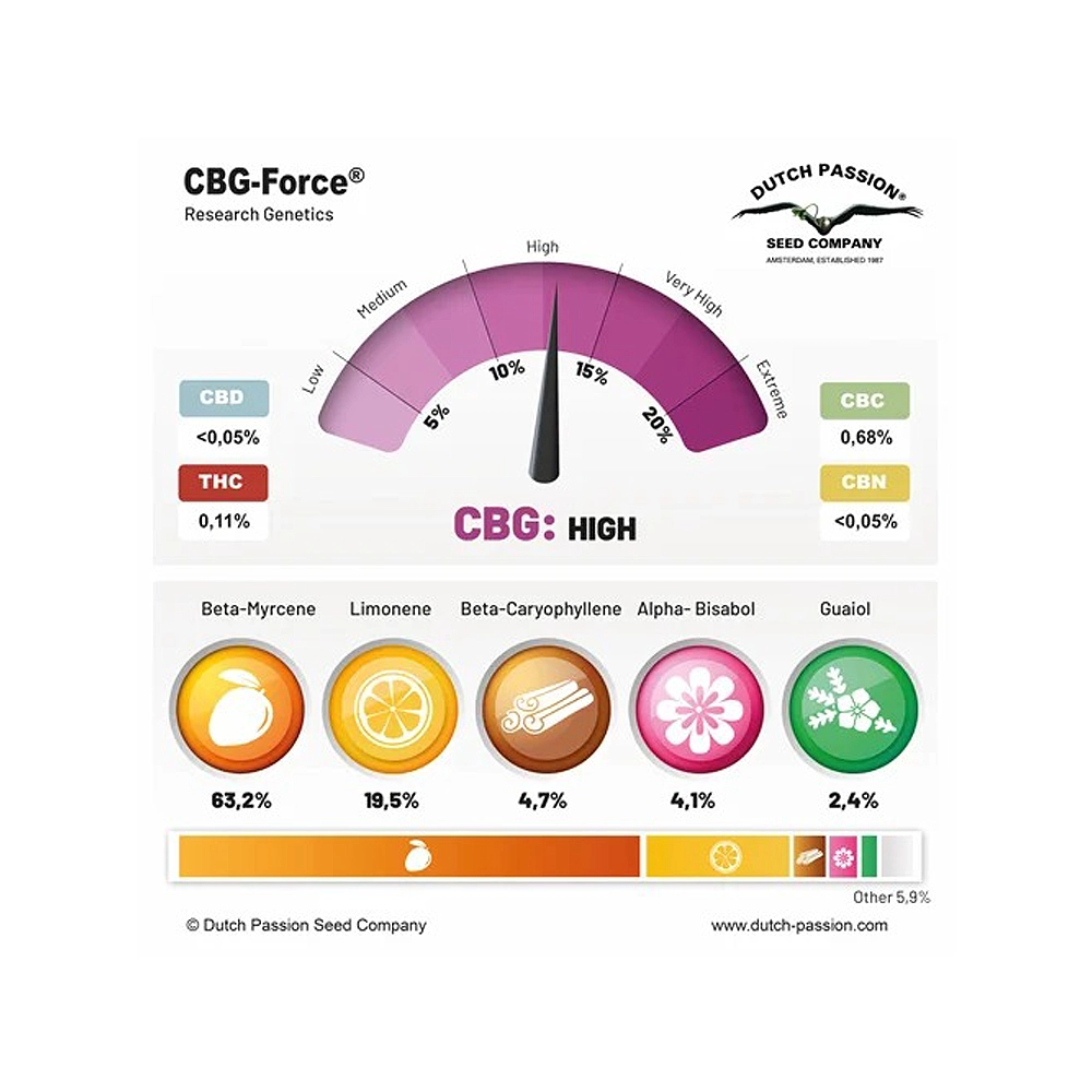 CBG-Force | Feminisierte Hanfsamen von Dutch Passion