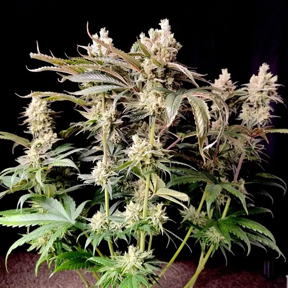Lemon Z im Growraum Lemon Z Pflanze mit hellen Blüten im Growraum