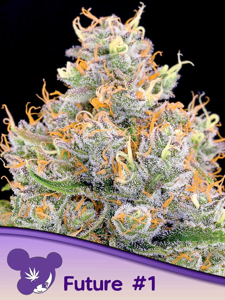 Future #1 | Feminisierte Cannabissamen von Anesia Seeds | 3 Samen Future #1 | Feminisierte Cannabissamen von Anesia Seeds | 3 Samen