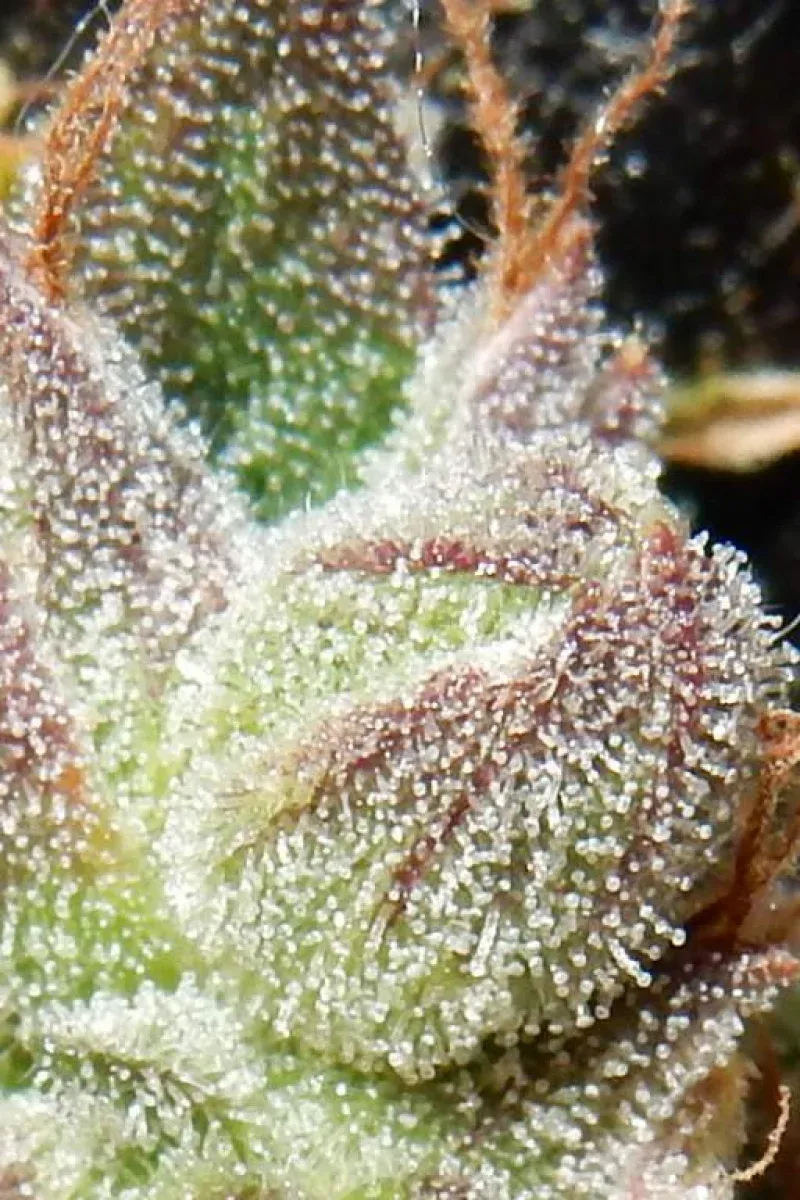 CBD Auto 1:1 Trichome Makroaufnahme der Trichome an einer CBD Auto 1:1 Blüte