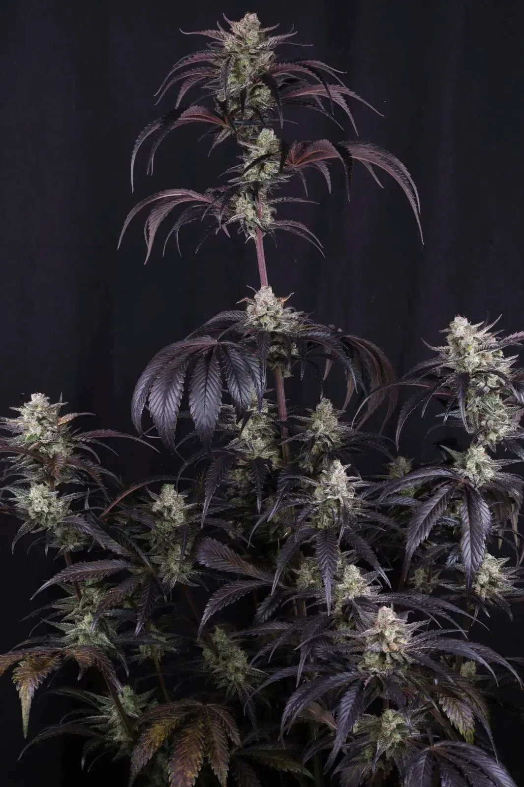 Strawberry Gorilla Auto Gesamtpflanze Vollständige Strawberry Gorilla Auto Pflanze mit mehreren Trieben