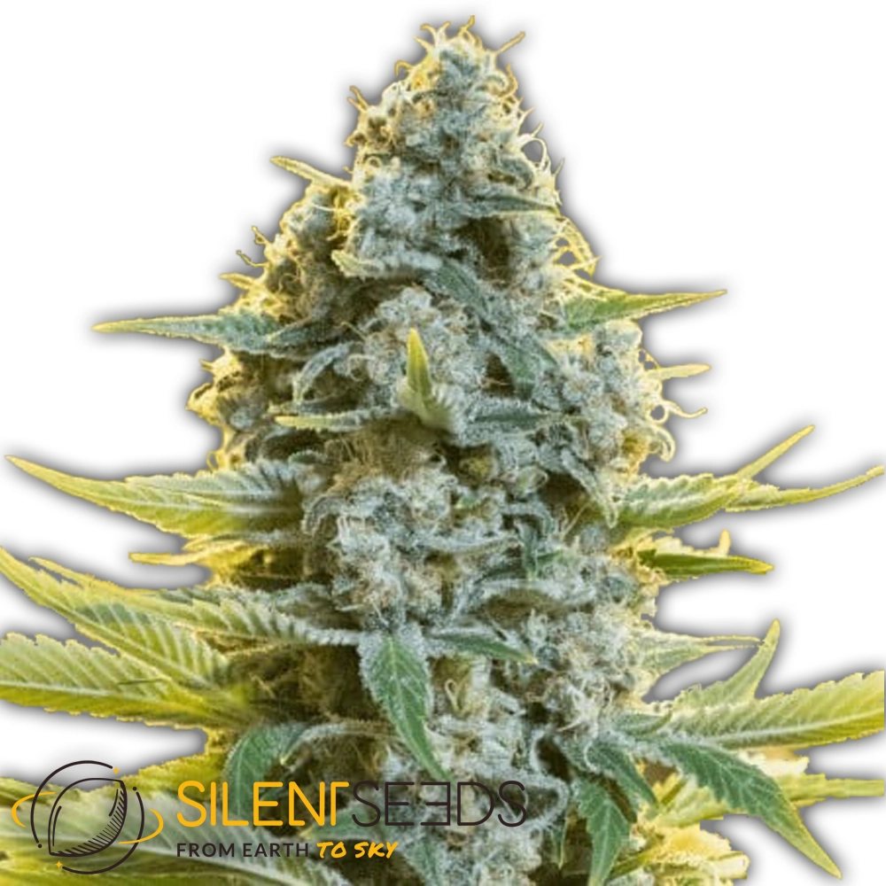 Moby Dick | Feminisierte Hanfsamen von Silent Seeds | 3 Samen Moby Dick | Feminisierte Hanfsamen von Silent Seeds