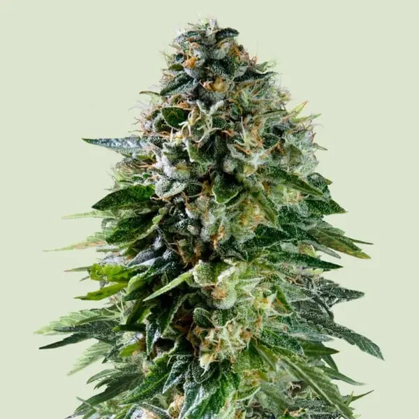 Corkscrew Auto - Tyson | Autoflowering Hanfsamen von Royal Queen Seeds | 3 Samen