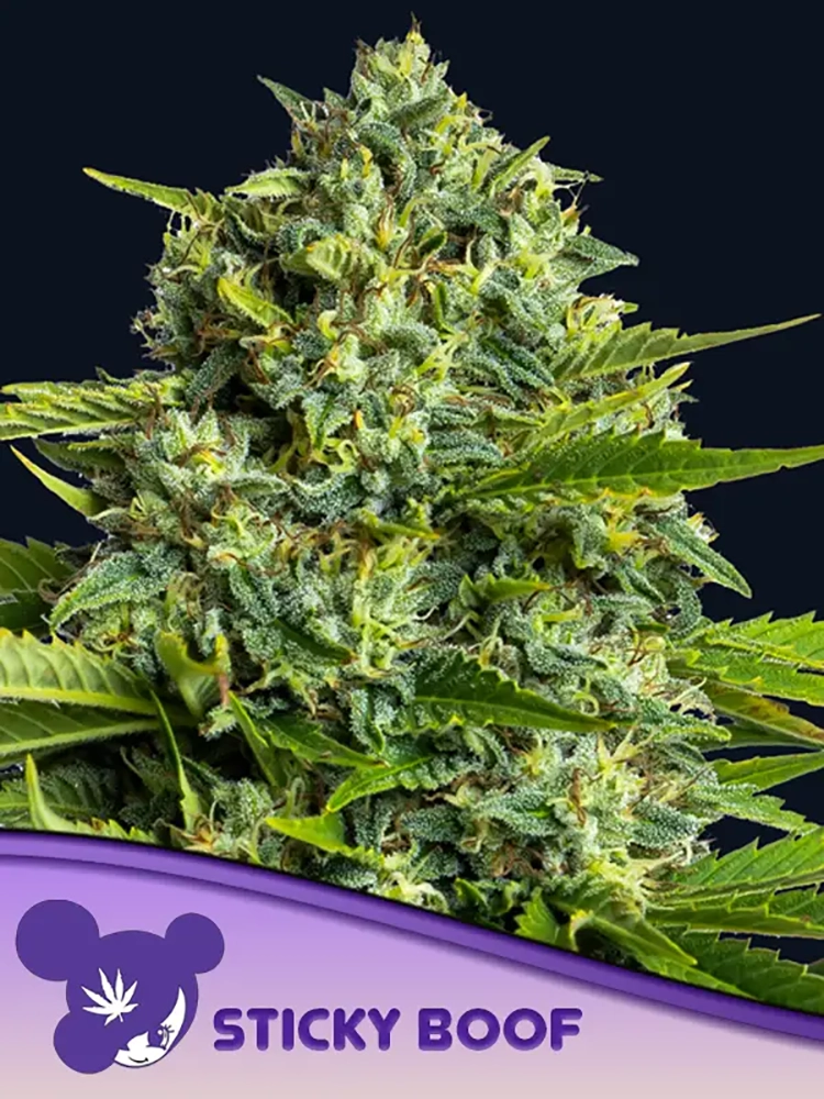 Sticky Boof | Feminisierte Hanfsamen von Anesia Seeds | 3 Samen Sticky Boof | Feminisierte Hanfsamen von Anesia Seeds