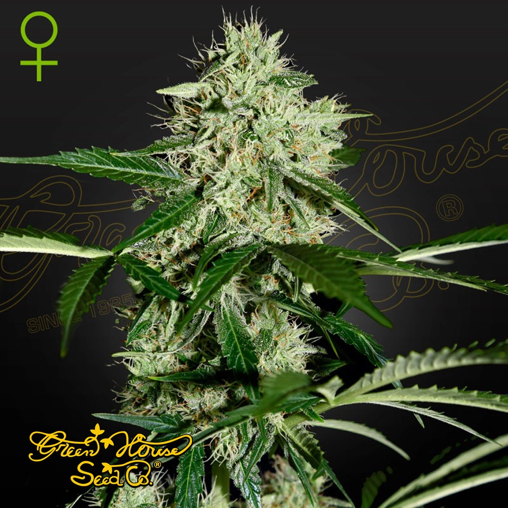Northern Lights Auto | Autoflowering Hanfsamen von Green House Seeds | 3 Samen Northern Lights Auto | Autoflowering Hanfsamen von Green House Seeds