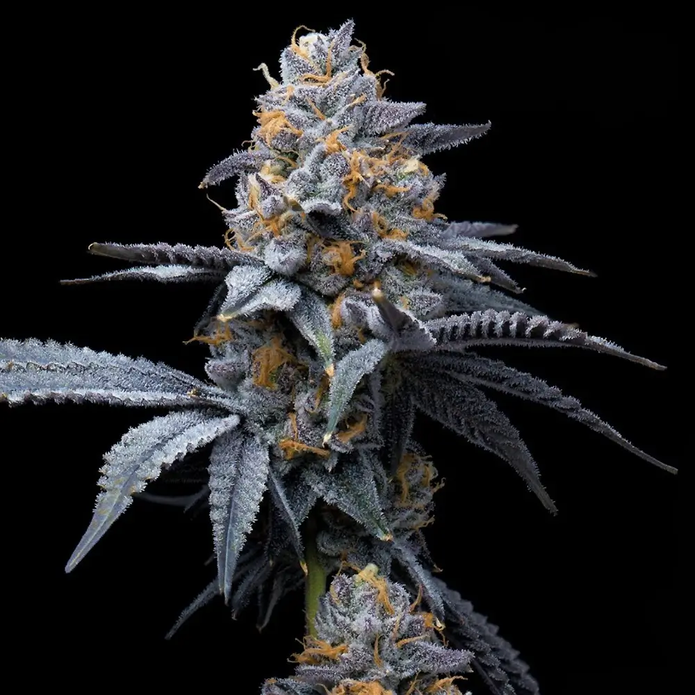 Trop Cookies x Hollywood Bud Nahaufnahme einer harzigen violetten Blüte von Trop Cookies x Hollywood