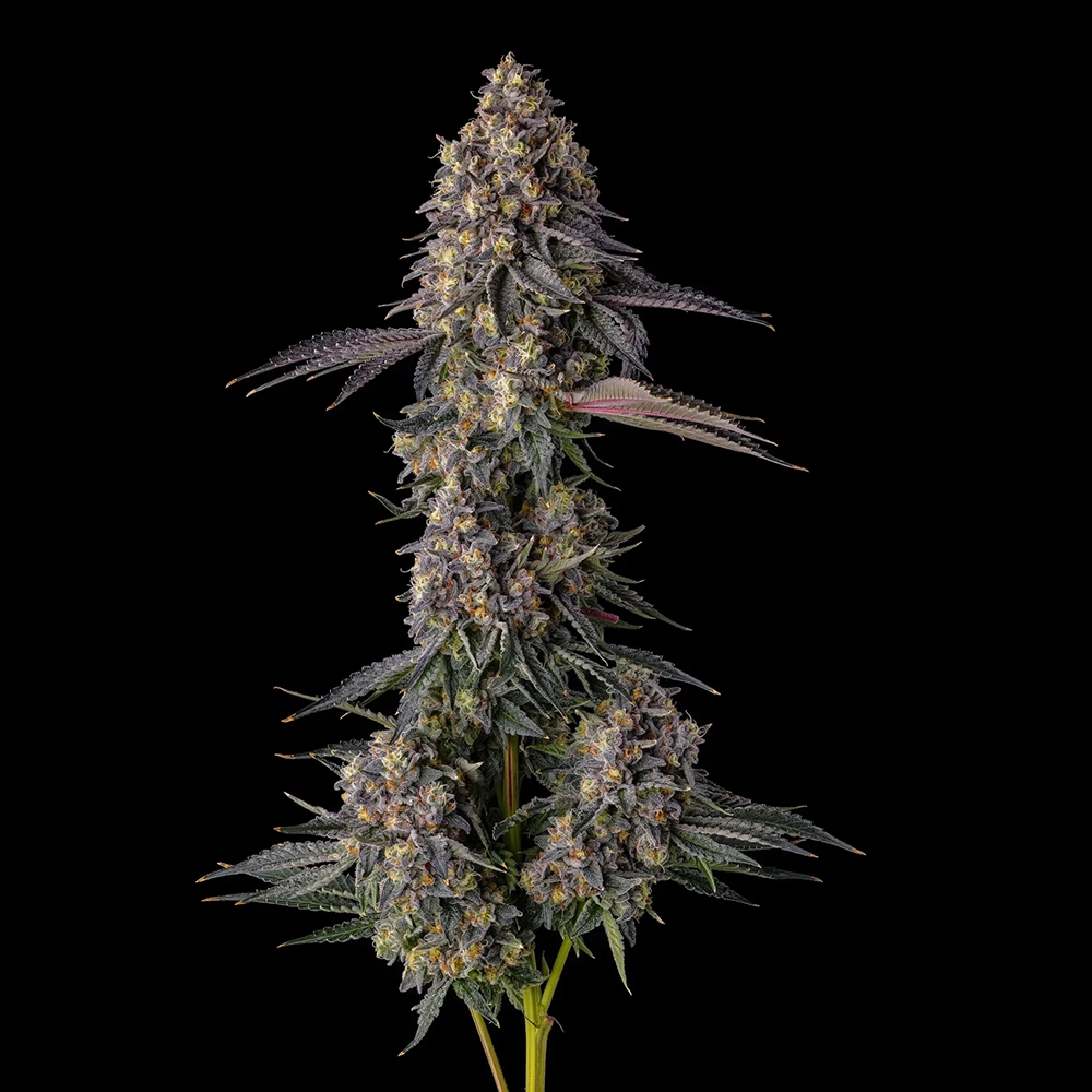 Kumamotoz | Feminisierte Hanfsamen von Compound Genetics | 7 Samen Kumamotoz | Feminisierte Hanfsamen von Compound Genetics | 7 Samen