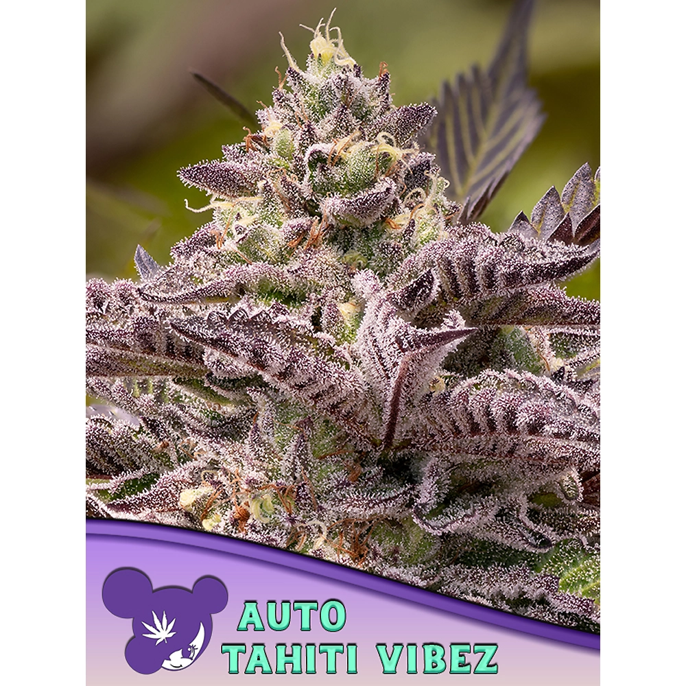Tahiti Vibez Auto Blüte Tahiti Vibez Auto Blüte mit rötlich violetter Färbung