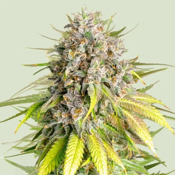 Punch Pie - Tyson | Feminisierte Hanfsamen von Royal Queen Seeds | 3 Samen Punch Pie - Tyson | Feminisierte Hanfsamen von Royal Queen Seeds