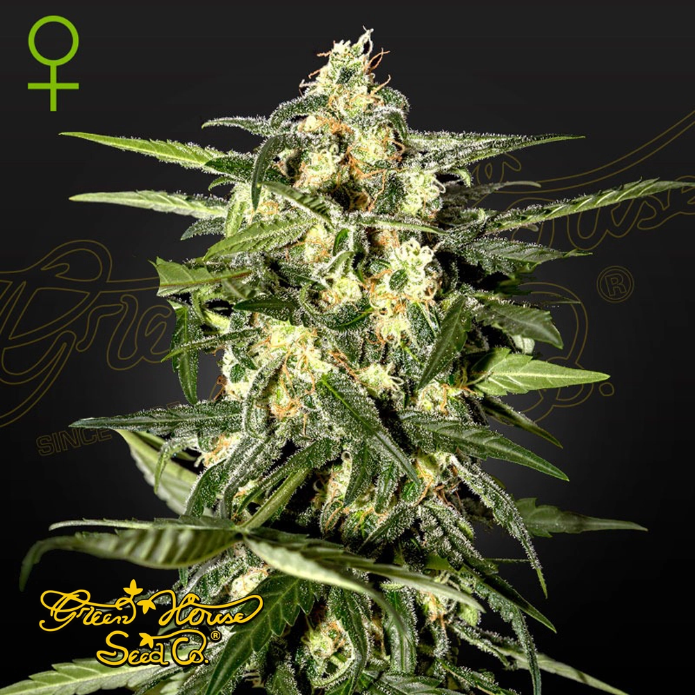 Jack Herer Auto | Autoflowering Hanfsamen von Green House Seeds | 3 Samen Jack Herer Auto | Autoflowering Hanfsamen von Green House Seeds