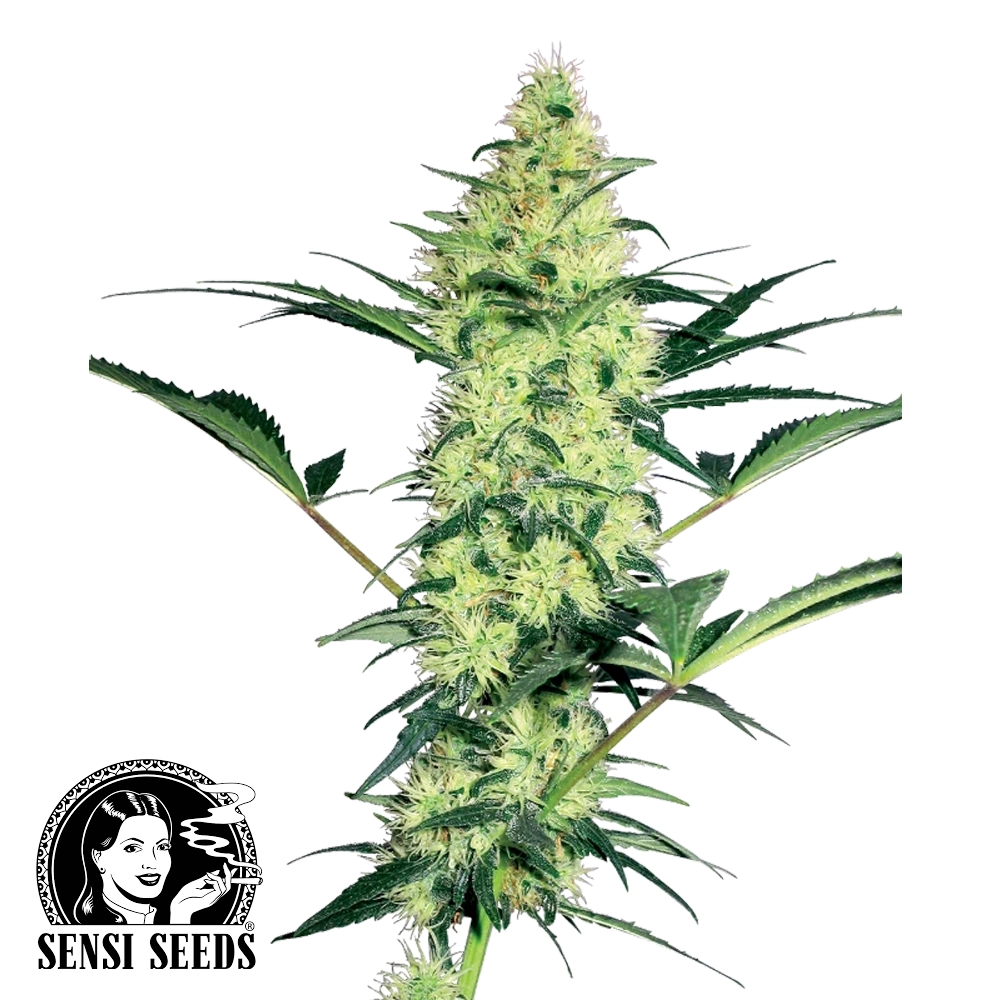 White Diesel | Feminisierte Cannabissamen von White Label Seeds | 3 Samen White Diesel | Feminisierte Cannabissamen von White Label Seeds | 3 Samen