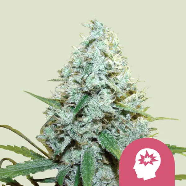 AMG - Amnesia Mac Ganja | Feminisierte Hanfsamen von Royal Queen Seeds | 3 Samen AMG - Amnesia Mac Ganja | Feminisierte Hanfsamen von Royal Queen Seeds