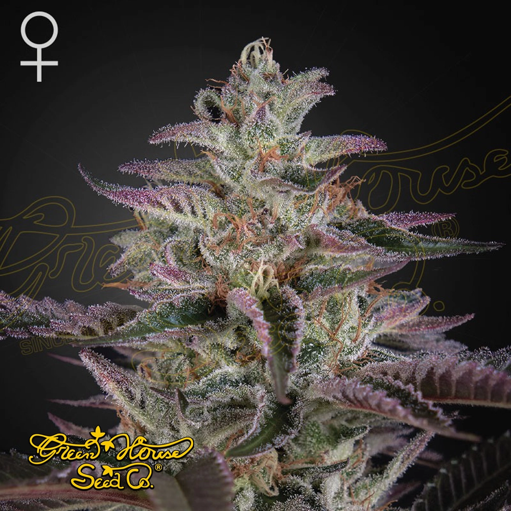 Banana Krumble | Feminisierte Hanfsamen von Green House Seeds