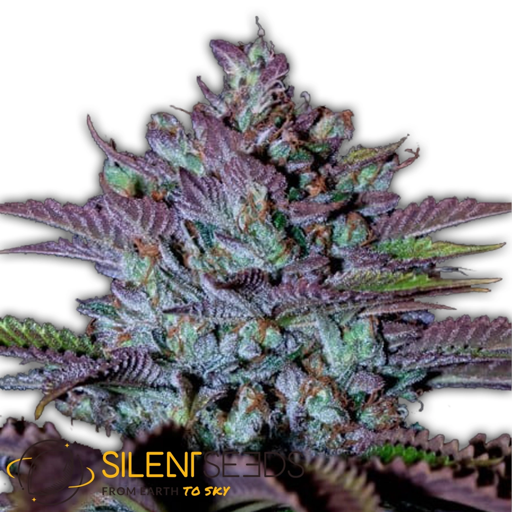 Cookielato | Feminisierte Hanfsamen von Silent Seeds