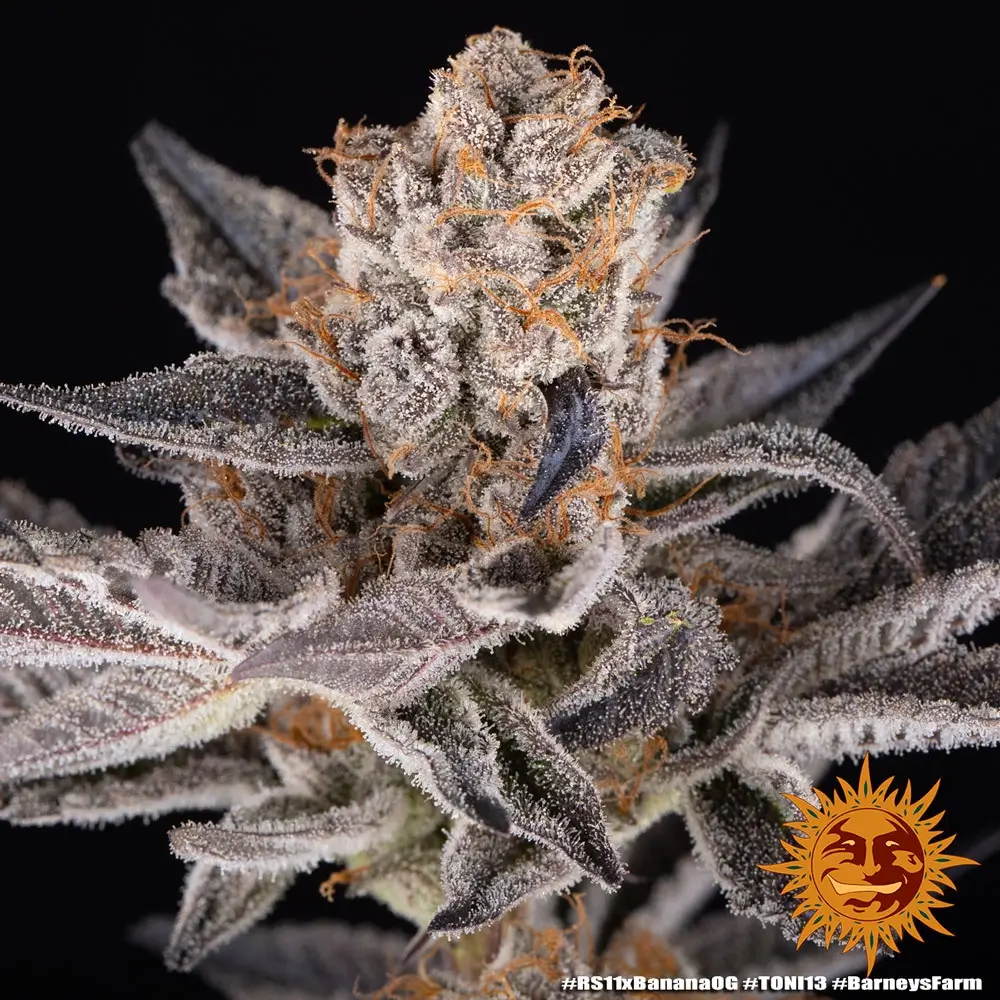 RS11 x Banana OG Bud Nahaufnahme einer harzigen RS11 x Banana OG Blüte