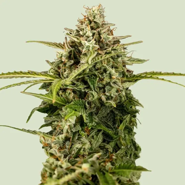 Apollo F1 Auto | Autoflowering Hanfsamen von Royal Queen Seeds | 3 Samen Apollo F1 Auto | Autoflowering Hanfsamen von Royal Queen Seeds