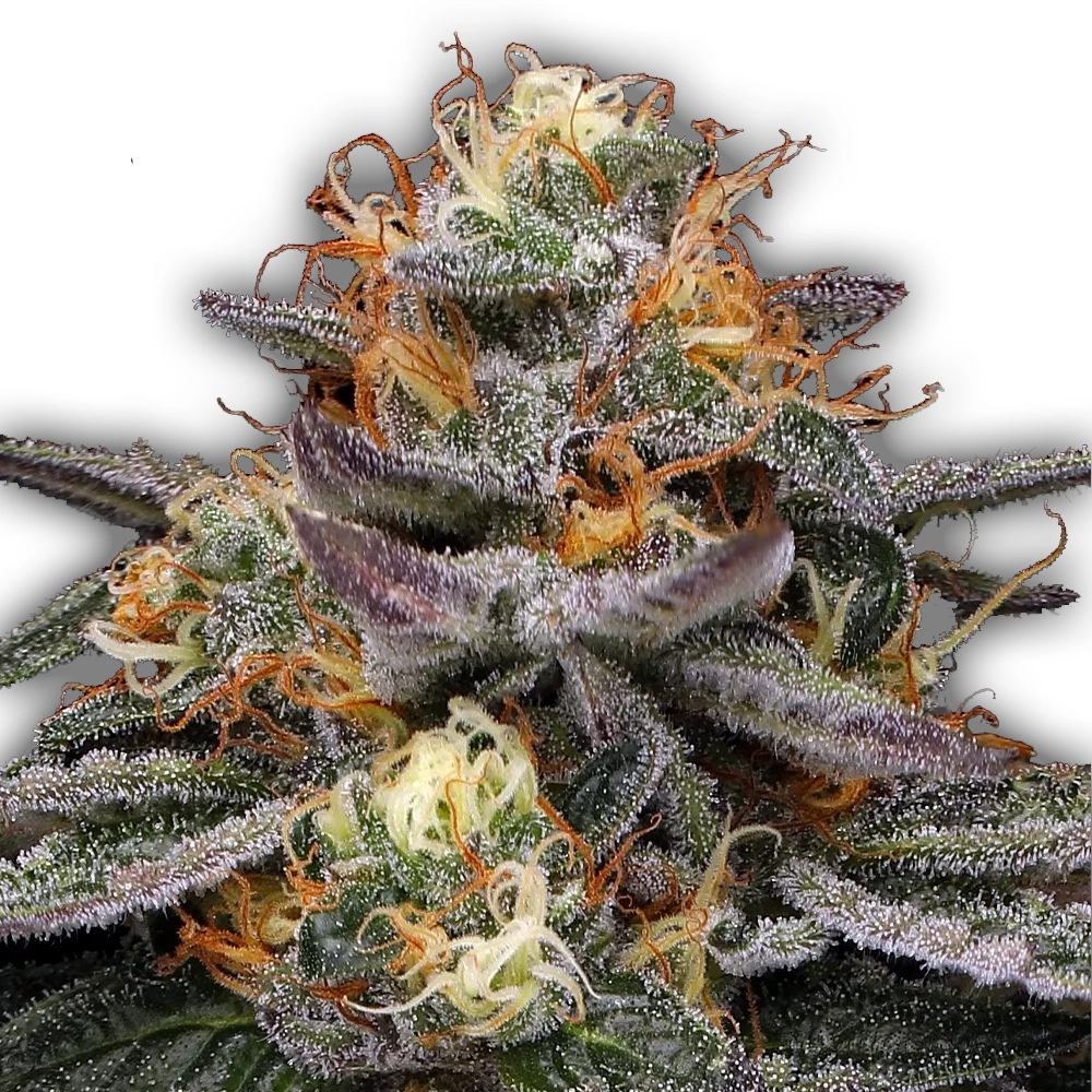 Vanilla Frosting | Feminisierte Cannabissamen von Humboldt Seed