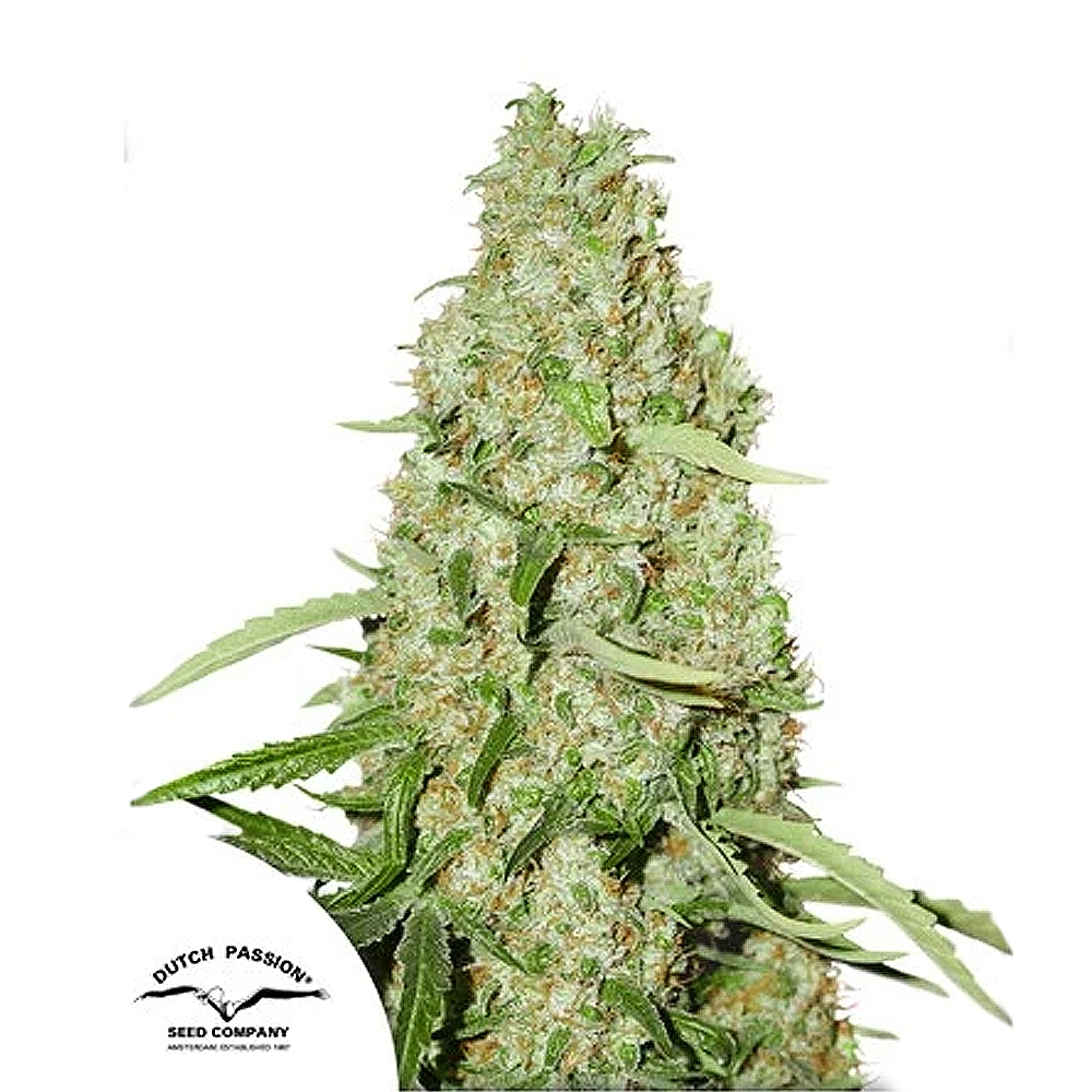 Think Fast | Feminisierte Cannabissamen von Dutch Passion | 3 Samen