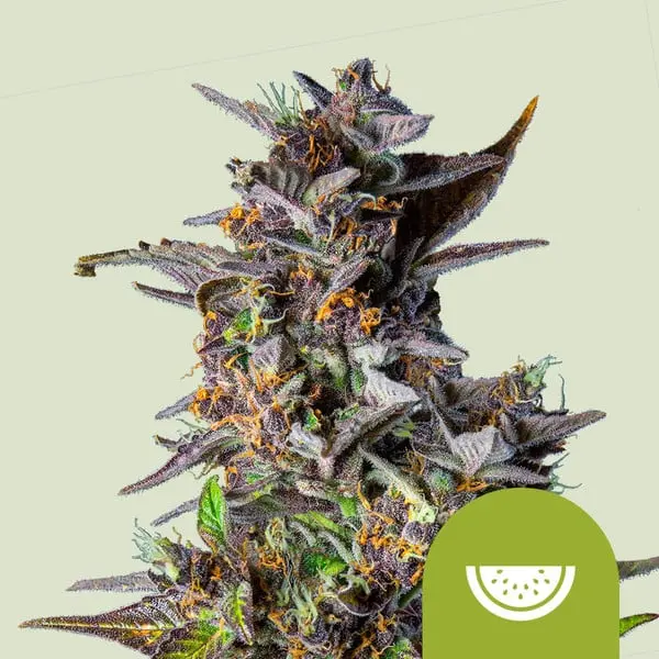 Watermelon Auto | Autoflowering Hanfsamen von Royal Queen Seeds | 3 Samen