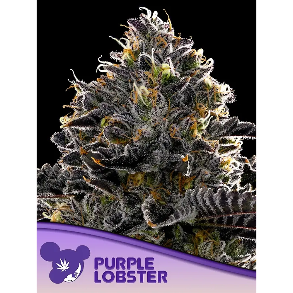 Purple Lobster Blüte Purple Lobster Blüte mit dichtem Harzbesatz und Sortenschriftzug