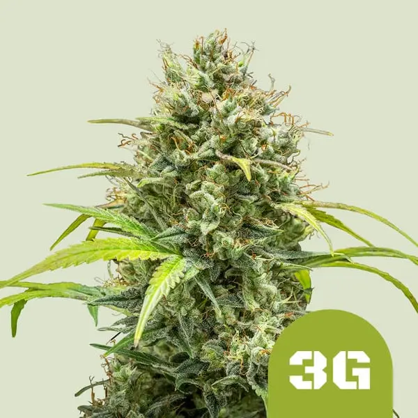Triple G Auto | Autoflowering Hanfsamen von Royal Queen Seeds | 3 Samen