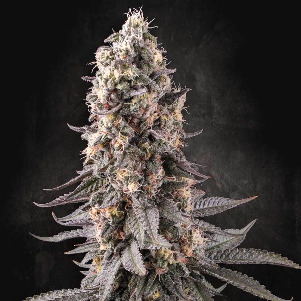 El Dorado OG | Feminisierte Cannabissamen von Paradise Seeds | 3 Samen El Dorado OG | Feminisierte Cannabissamen von Paradise Seeds | 3 Samen