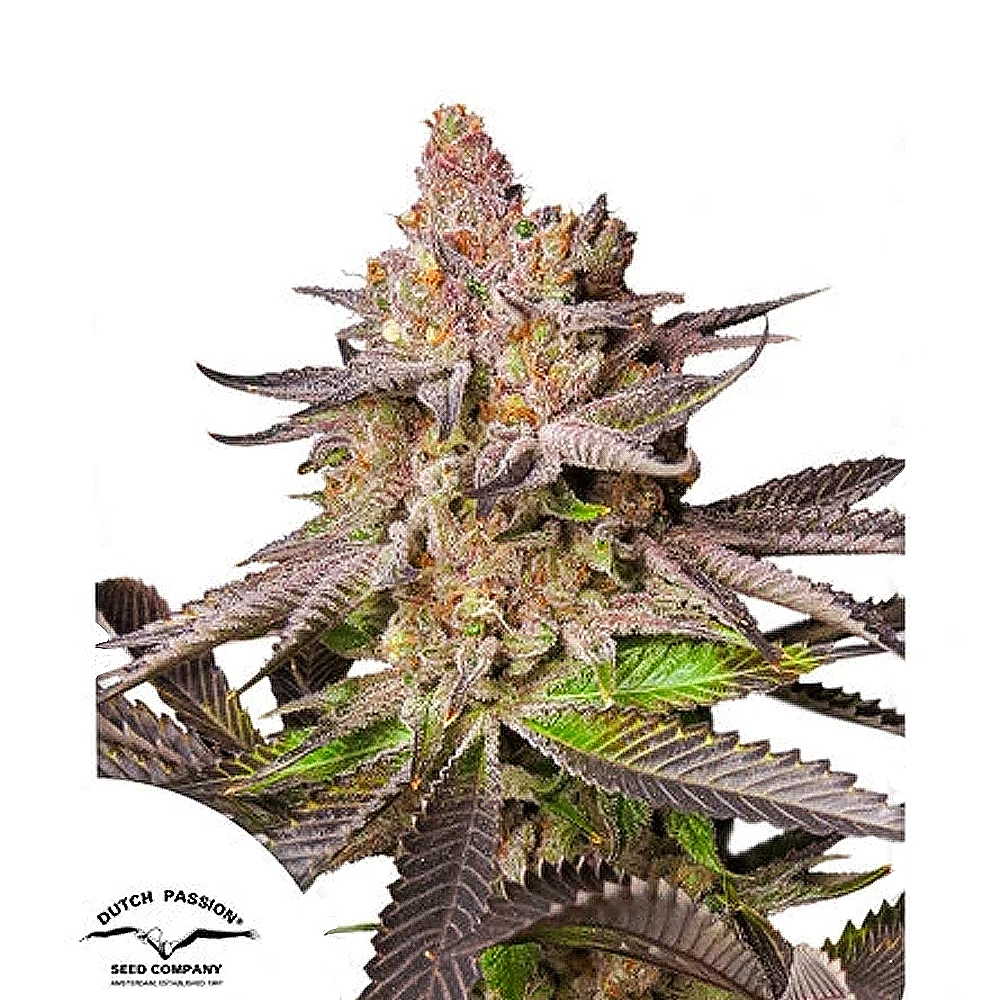 Melonade Runtz | Feminisierte Cannabissamen von Dutch Passion | 3 Samen