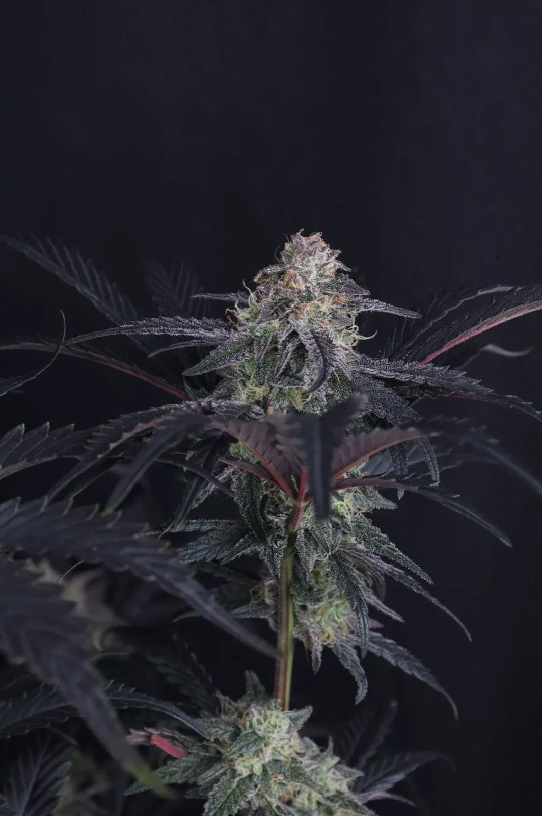 Mendo Frost Auto Seitentrieb Mendo Frost Auto Seitentrieb mit violett gefärbten Blättern