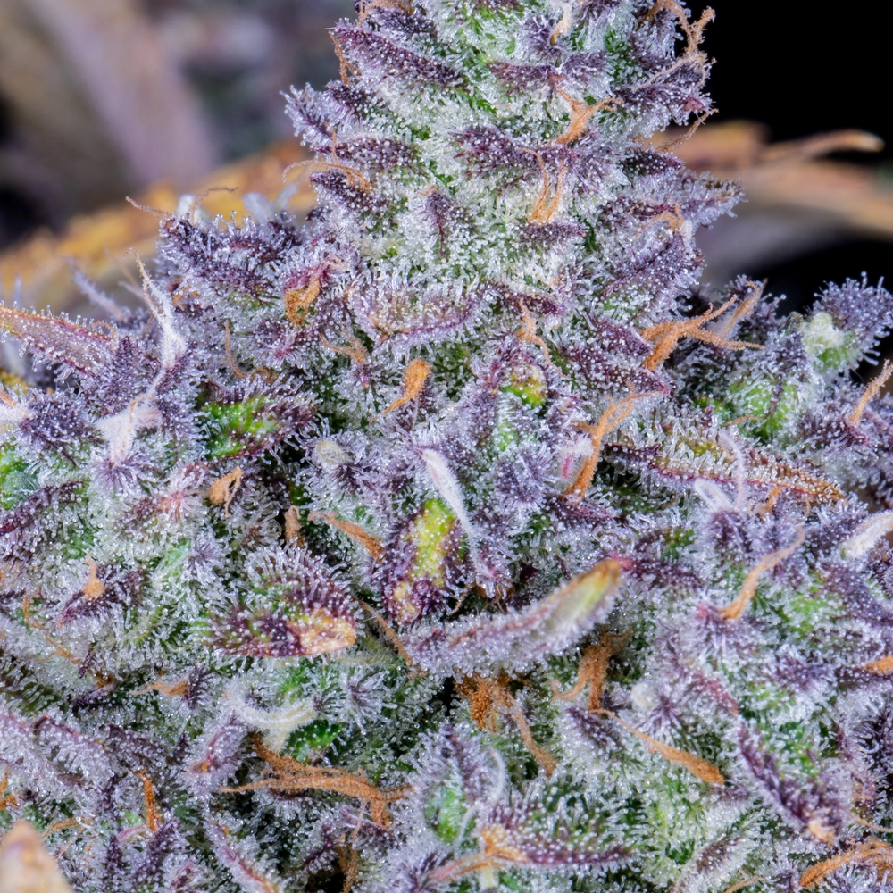 Tropicana Cookies Auto | Autoflowering Hanfsamen von Fast Buds