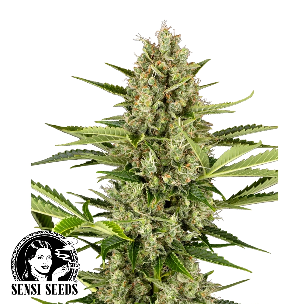 Jack Herer Auto | Autoflowering Cannabissamen von Sensi Seeds | 3 Samen Jack Herer Auto | Autoflowering Cannabissamen von Sensi Seeds