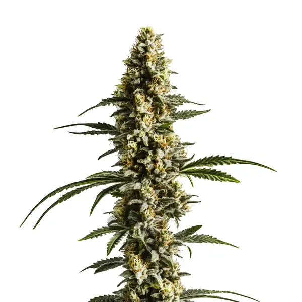 Lemon Haze Autoflower F1 | Autoflowering F1 Hanfsamen von Cludi Bulk Seed Bank | 5 Samen Lemon Haze Autoflower F1 | Autoflowering F1 Hanfsamen von Cludi Bulk Seed Bank | 5 Samen