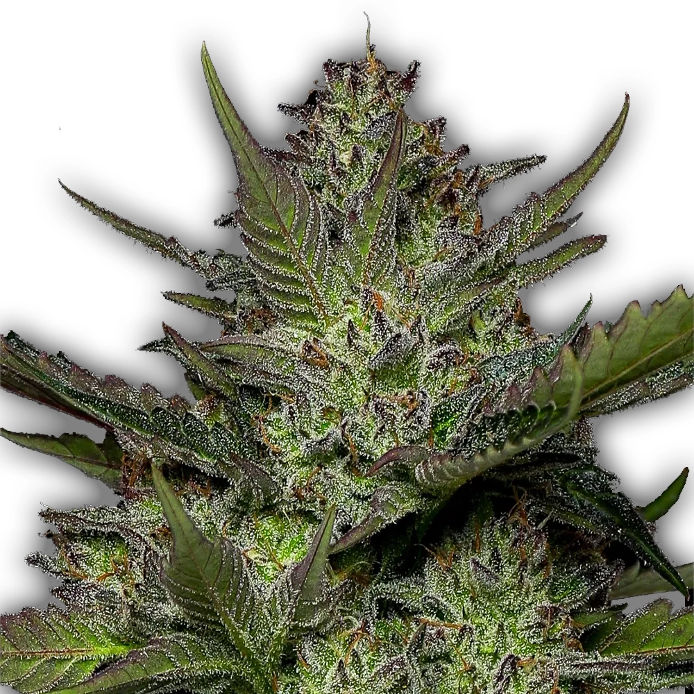 Sour Apple Auto | Autoflowering Hanfsamen von Humboldt Seed