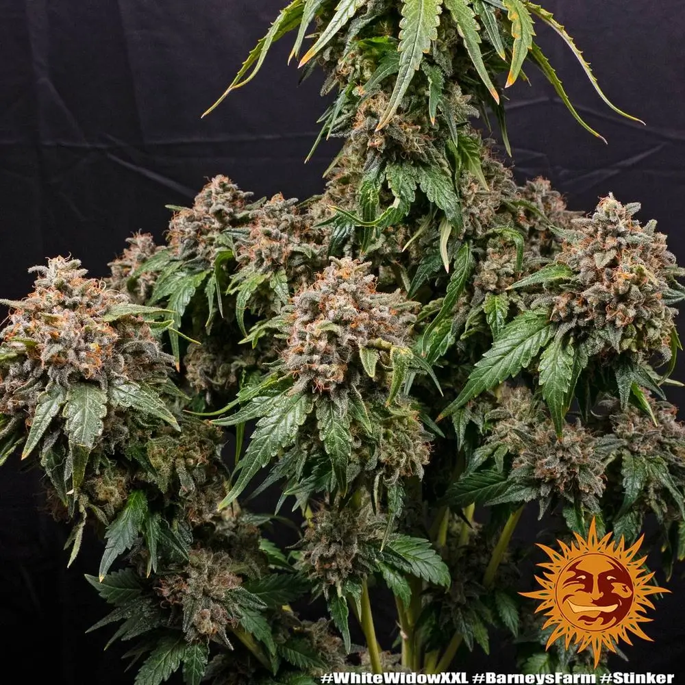 White Widow XXL Gesamtpflanze Vollständige White Widow XXL Pflanze mit breitem Wuchs