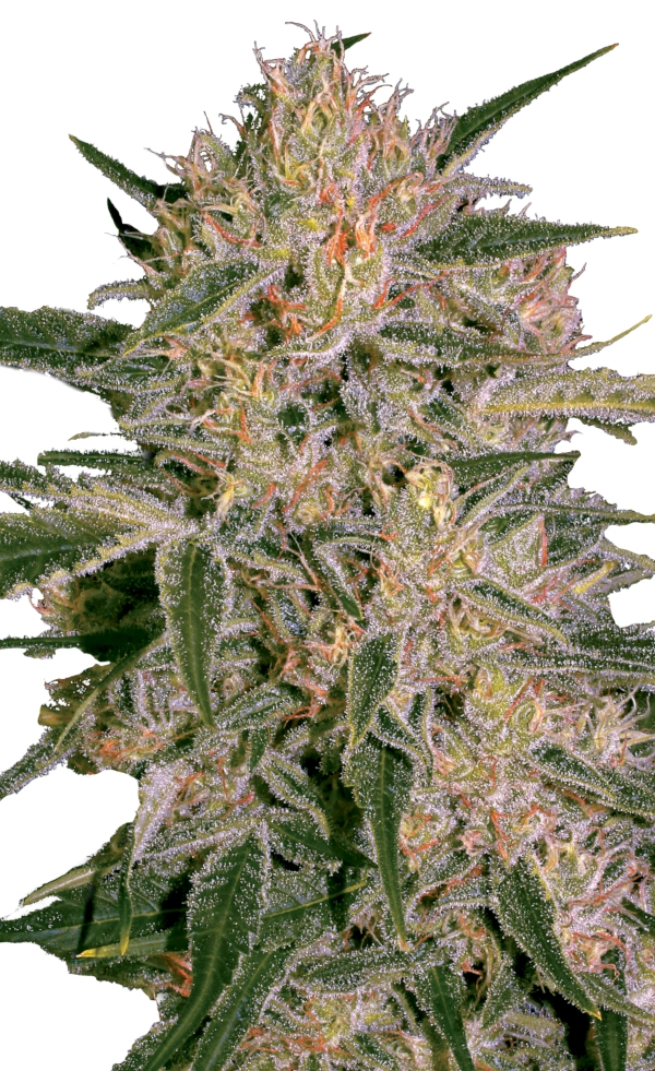 Nebula II CBD | Feminisierte Cannabissamen von Paradise Seeds | 3 Samen Nebula II CBD Cannabis Samen