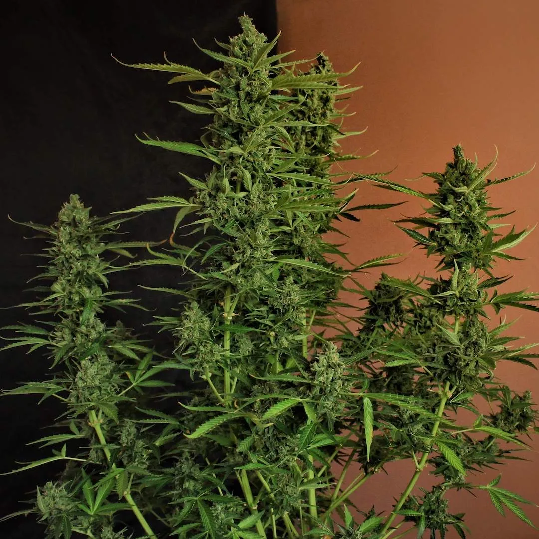 Devotchka im Grow Mehrere Devotchka Pflanzen im Growraum