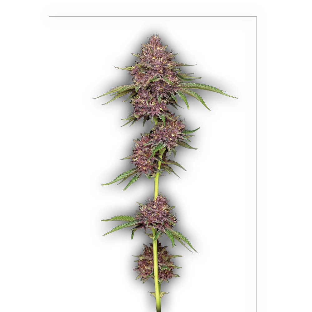 Purpz | Feminisierte Hanfsamen von Humboldt Seed | 3 Samen Purpz | Feminisierte Hanfsamen von Humboldt Seed