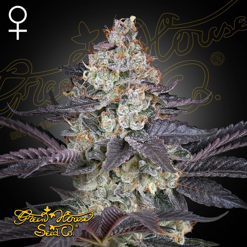 Ztrawberry | Feminisierte Cannabissamen von Green House Seeds | 3 Samen Ztrawberry | Feminisierte Cannabissamen von Green House Seeds