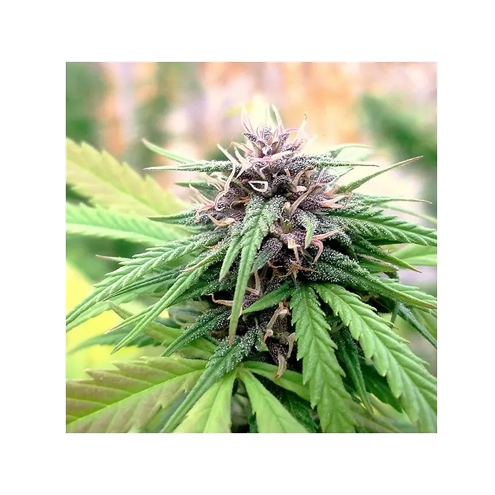 Hollands Hope | Feminisierte Hanfsamen von Dutch Passion