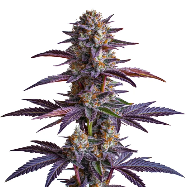 White Runtz | Feminisierte Hanfsamen von Cludi Bulk Seed Bank | 5 Samen
