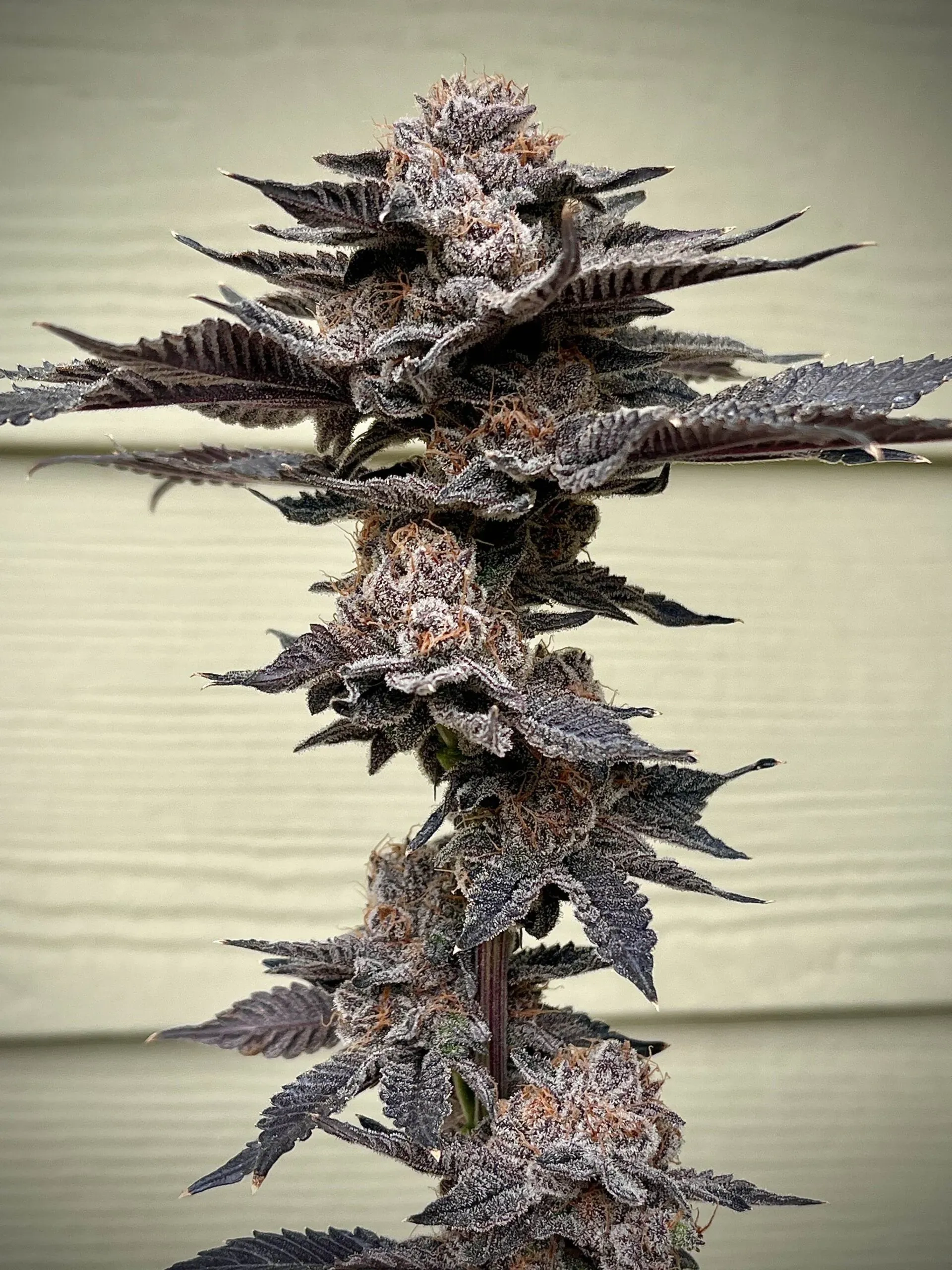 Lemorang | Feminisierte Cannabissamen von Umami Seeds | 6 Samen