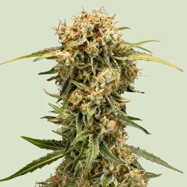 Medusa F1 Auto | Autoflowering Hanfsamen von Royal Queen Seeds | 3 Samen Medusa F1 Auto | Autoflowering Hanfsamen von Royal Queen Seeds