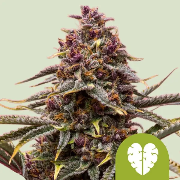 Pink Mist Auto | Autoflowering Hanfsamen von Royal Queen Seeds | 3 Samen Pink Mist Auto | Autoflowering Hanfsamen von Royal Queen Seeds | 3 Samen