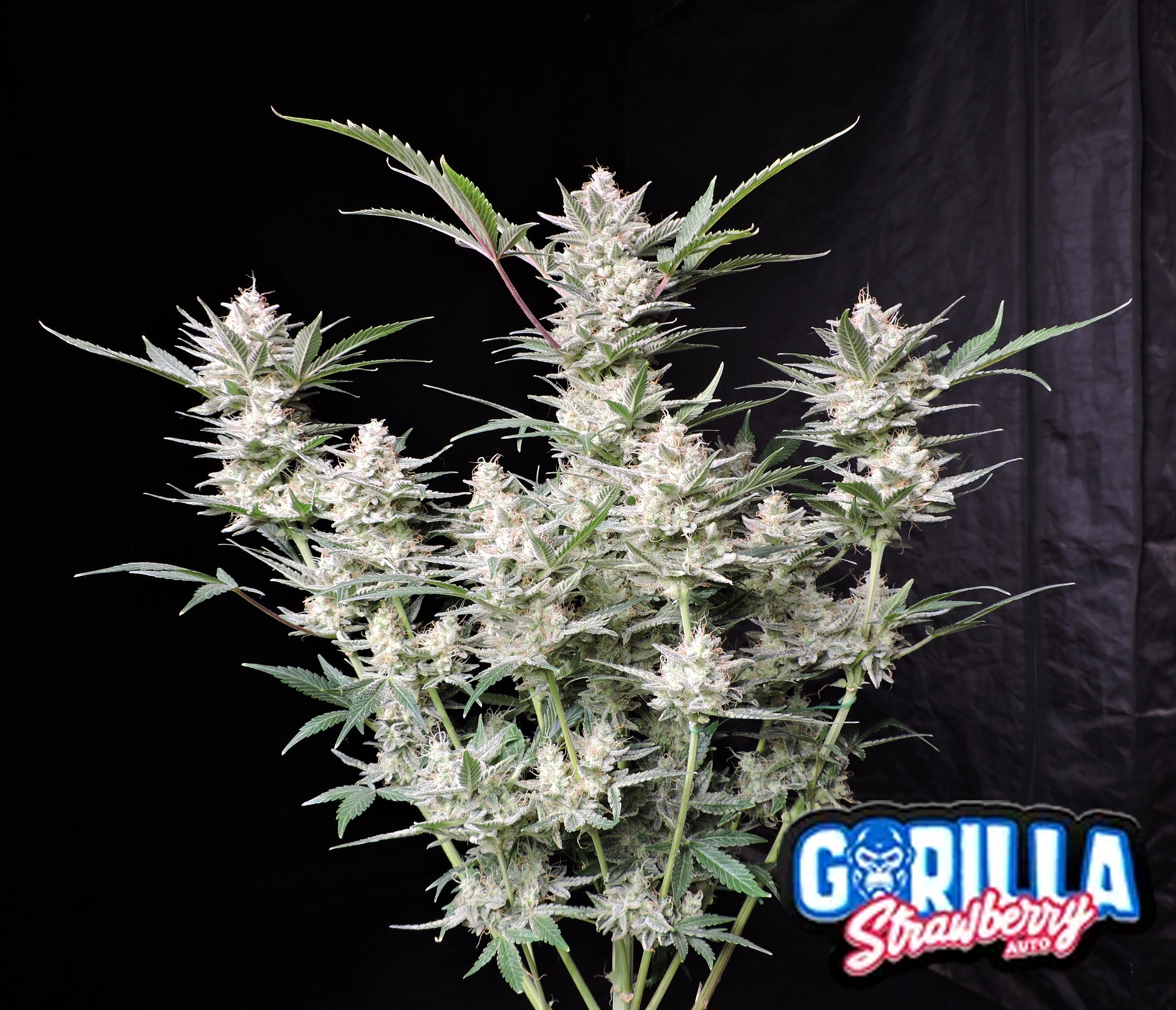Strawberry Gorilla Auto | Autoflowering Cannabissamen von Fast Buds | 3 Samen Strawberry Gorilla Auto Cannabis Samen