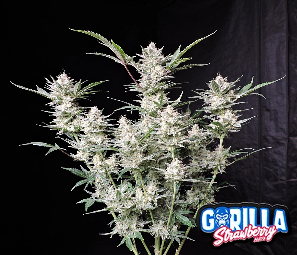 Strawberry Gorilla Auto | Autoflowering Cannabissamen von Fast Buds | 3 Samen Strawberry Gorilla Auto | Autoflowering Cannabissamen von Fast Buds