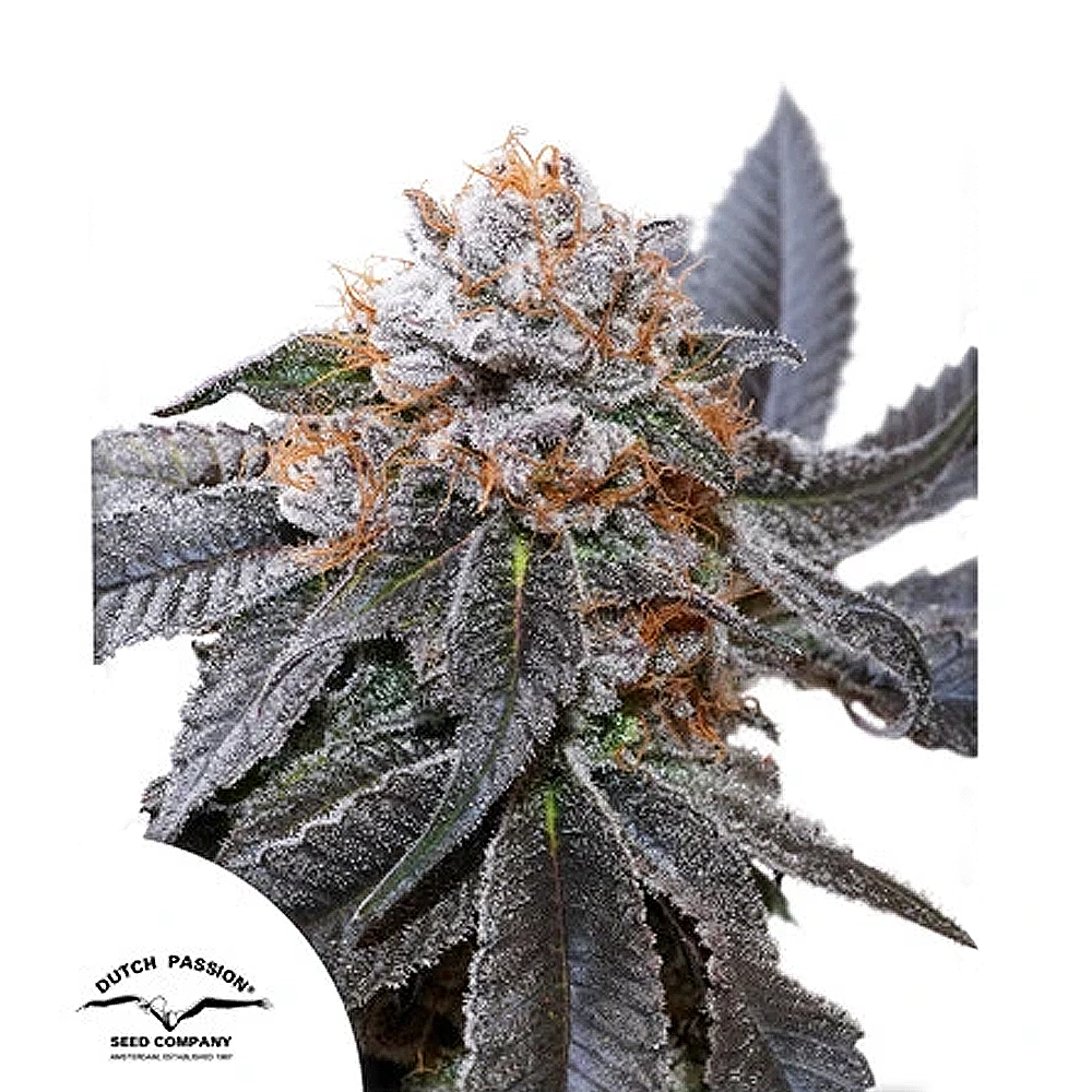 Blue Zushi | Feminisierte Cannabissamen von Dutch Passion