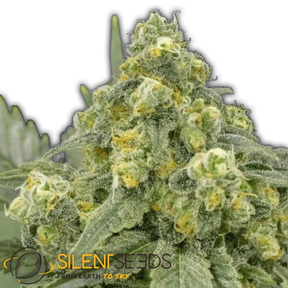 White Widow | Feminisierte Cannabissamen von Silent Seeds | 3 Samen White Widow | Feminisierte Cannabissamen von Silent Seeds