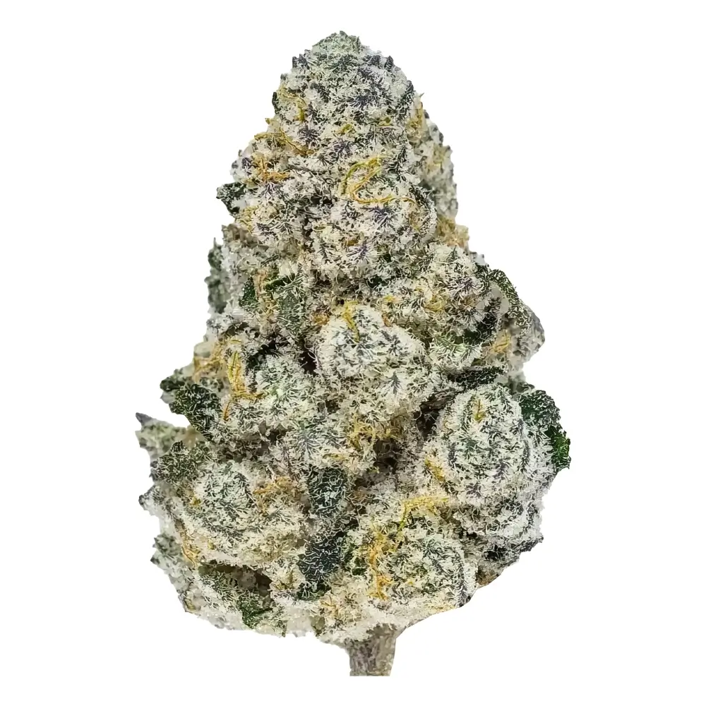 Lemonpaya Bud Freigestellte getrocknete Lemonpaya Blüte
